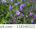 Small purple flowers after the rain 118340322