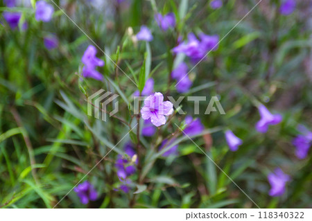 Small purple flowers after the rain 118340322