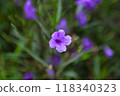 Small purple flowers after the rain 118340323