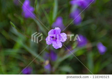 Small purple flowers after the rain 118340323