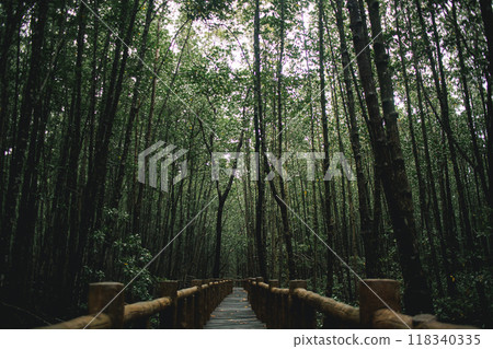 Deep mangrove forest of Mu Ko Chumphon National Park, Thailand 118340335