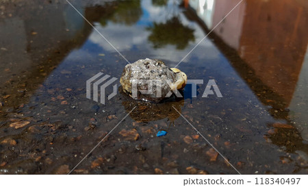 A beautiful snail on a sunny day on a small island of land. After the rain, the snails become active and begin to move en masse. A beautiful snail on a sunny day on a small island of land. After the rain, the snails become active and begin to move en masse. 118340497