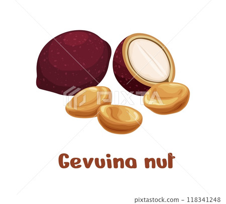 Gevuina nuts, uncommon plant seed kernels for food, vector icon. Latin America tropical gevuina avellana nut or Chilean hazelnut and avellano chileno or Gevuina hazelnut in shell and raw peeled seeds Gevuina nuts, uncommon plant seed kernels for food, vector icon. Latin America tropical gevuina avellana nut or Chilean hazelnut and avellano chileno or Gevuina hazelnut in shell and raw peeled seeds 118341248