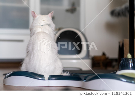 A white cat sits peacefully at its feeding station, gazing towards an open space in a comfortable home setting. 118341361