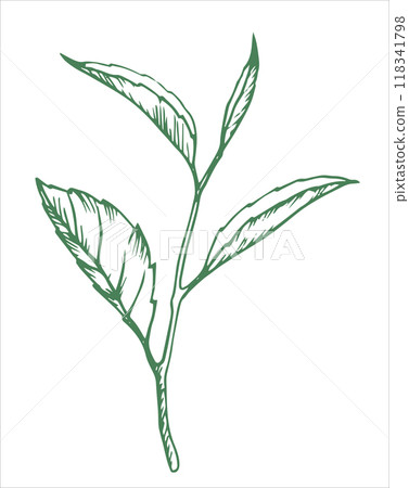 green tea leaves. illustration in sketch style 118341798