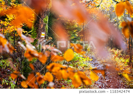 A vibrant autumn forest showcases a yellow tourist sign attached to a tree, guiding hikers through a colorful pathway lined with fallen leaves and rich foliage. 118342474