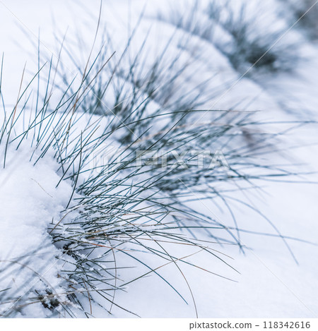 Ornamental grass Festuca glauca in the snow. Natural winter and Christmas background. Backdrop in white blue tones 118342616