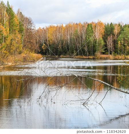 Autumn forest and beautiful lake. Bright colored trees and plants reflecting in the water. Natural background 118342620