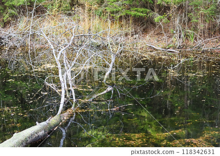 Fallen tree and yellow leaves in the lake. Autumn background. 118342631