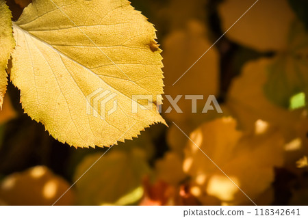 Yellow leaf on the background of fallen leaves in autumn. Natural background 118342641