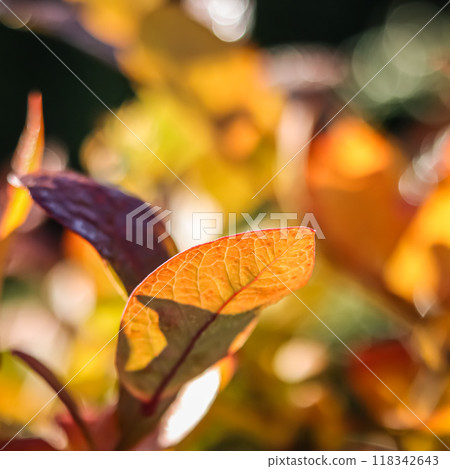 Red and yellow leaves on a branch of a blueberry bush in the garden. Blurred autumn background 118342643