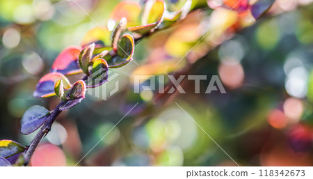 Blurred colorful autumn background. A branch of cotoneaster horizontal in sunlight 118342673