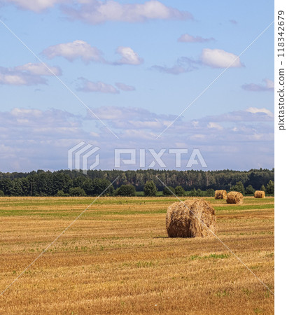 Haystack in the field after harvest. Round bales of hay across a farmer's field, blue sky with clouds. Harvesting straw for animal feed Haystack in the field after harvest. Round bales of hay across a farmer's field, blue sky with clouds. Harvesting straw for animal feed 118342679
