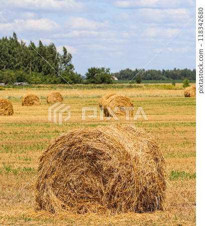 Haystack in the field after harvest. Round bales of hay across a farmer's field, blue sky with clouds. Harvesting straw for animal feed Haystack in the field after harvest. Round bales of hay across a farmer's field, blue sky with clouds. Harvesting straw for animal feed 118342680