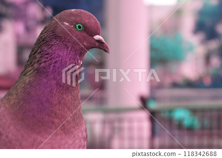 Pigeon in the park, close-up, selective focus. Pigeons sitting on the railing of a bridge in New York City Pigeon in the park, close-up, selective focus. Pigeons sitting on the railing of a bridge in New York City 118342688