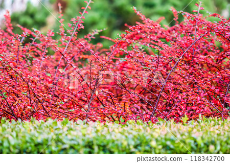 Many red fruits on the branches of a cotoneaster horizontalis bush in the garden in autumn. Natural background Many red fruits on the branches of a cotoneaster horizontalis bush in the garden in autumn. Natural background 118342700