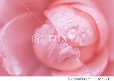 Pink rose flower. Macro flowers background for holiday brand design Pink rose flower. Macro flowers background for holiday brand design 118342710