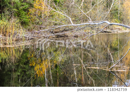 Fallen tree and yellow leaves in the lake. Autumn background. 118342739