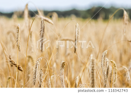 Dry ripe rye spicas of meadow field. Rural scenery, natural background. Agriculture, organic healthy food production, harvest, nature, concept Dry ripe rye spicas of meadow field. Rural scenery, natural background. Agriculture, organic healthy food production, harvest, nature, concept 118342743