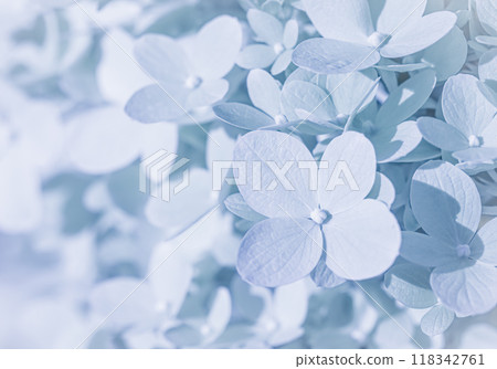 Background of white blue petals of Hydrangea or Hydrangea close-up. Soft focus Background of white blue petals of Hydrangea or Hydrangea close-up. Soft focus 118342761