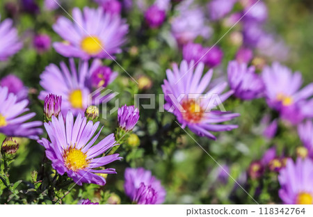 Beautiful blue flowers Sapphire Mist Aster in autumn garden 118342764