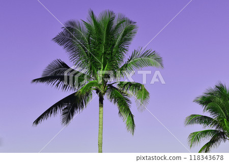 Palm Tree Leaves Against The Sky, Juicy Tropical Background Palm Tree Leaves Against The Sky, Juicy Tropical Background 118343678