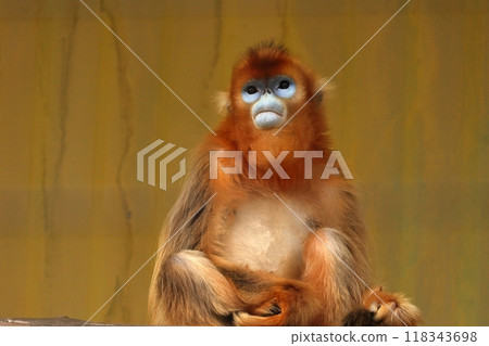 Portrait of a sitting golden snub-nosed monkey Portrait of a sitting golden snub-nosed monkey 118343698