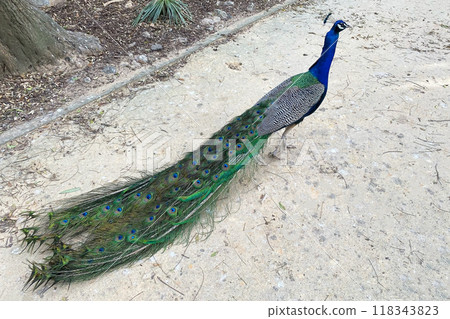 Peacock with blue and green plumage in the park. Colorful peacock in a city park 118343823