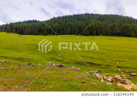 few free-range grass-fed cows are grazing near spruce forest at the mountain hills at rainy summer day few free-range grass-fed cows are grazing near spruce forest at the mountain hills at rainy summer day 118344149