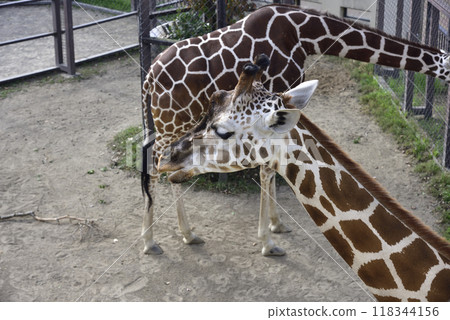 Giraffe (Kyoto City Zoo) 118344156