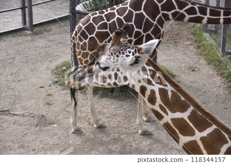 Giraffe (Kyoto City Zoo) 118344157