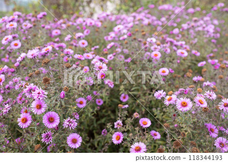 Beautiful Garden of Blooming Purple Flowers in Autumn, Capturing Nature's Colorful Charm 118344193
