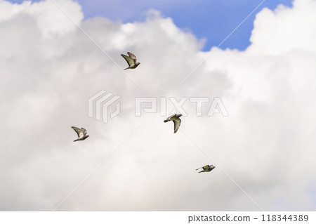 Autumn sky and clouds with a hint of summer and a flock of pigeons flying away Autumn sky and clouds with a hint of summer and a flock of pigeons flying away 118344389