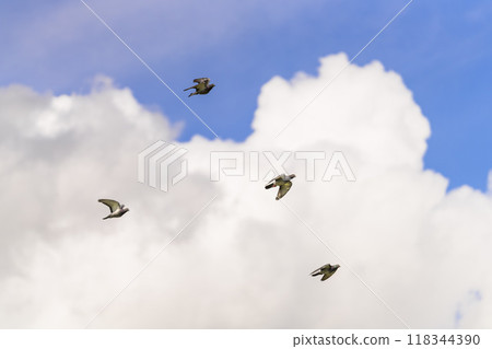 Autumn sky and clouds with a hint of summer and a flock of pigeons flying away 118344390