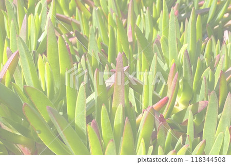 Colorful Leaves Texture, Unusual Floral Background 118344508