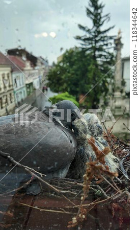 Doves with small chicks nesting on a windowsill in a flower box. View through the window in the rain 118344642