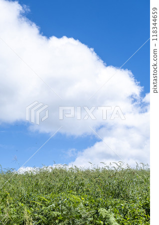 Grassland and summer sky, Hiruzen Highlands 118344659