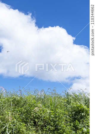 Grassland and summer sky, Hiruzen Highlands 118344662