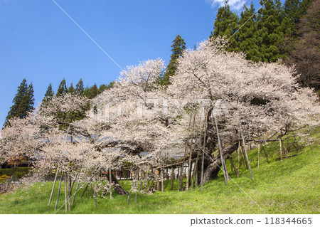 櫻花的春天形象。岐阜縣高山市的臥龍櫻。 櫻花的春天形象。岐阜縣高山市的臥龍櫻。 118344665