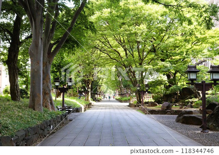 Approach to Hikawa Shrine, Omiya City, Saitama Prefecture Approach to Hikawa Shrine, Omiya City, Saitama Prefecture 118344746