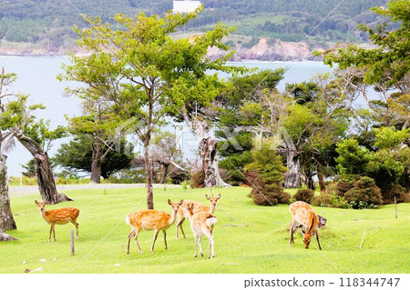 野鹿 宮城縣 金華山小金山神社 118344747