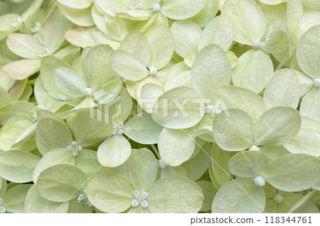 Flower bud and green leaves background, beautiful floral texture Flower bud and green leaves background, beautiful floral texture 118344761