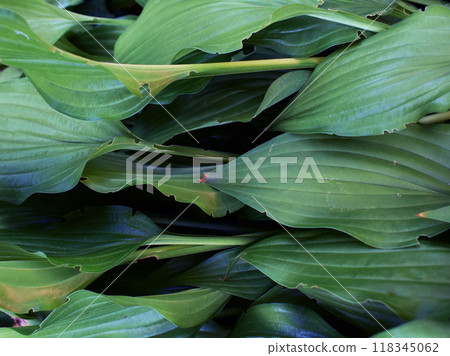 Colorful Leaves Texture, Unusual Floral Background Colorful Leaves Texture, Unusual Floral Background 118345062