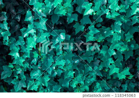Colorful Leaves Texture, Unusual Floral Background Colorful Leaves Texture, Unusual Floral Background 118345063