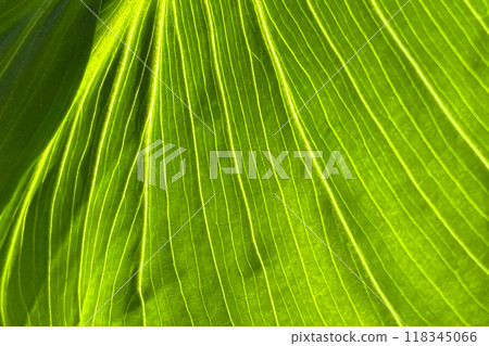 Colorful Leaves Texture, Unusual Floral Background Colorful Leaves Texture, Unusual Floral Background 118345066