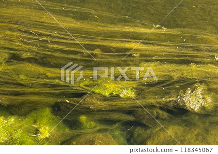 Unusual green floral texture, green river slime background Unusual green floral texture, green river slime background 118345067