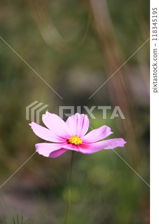 Cosmos flowers, fluffy Cosmos flowers, fluffy 118345195