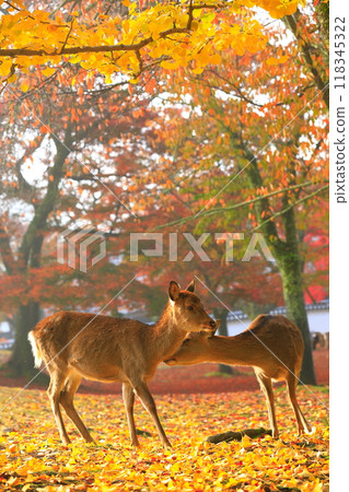 [Nara Prefecture] Autumn leaves and deer in Nara Park 118345322