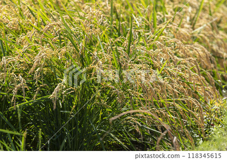 Rice early harvest Rice early harvest 118345615