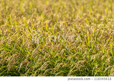 Rice early harvest 118345618